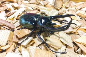 カブトムシキングダム